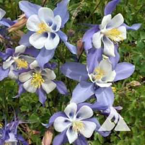 Mountain Location Wildflower Seed Mix