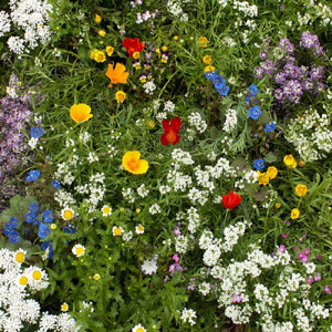 Super Short Wildflower Seed Mix