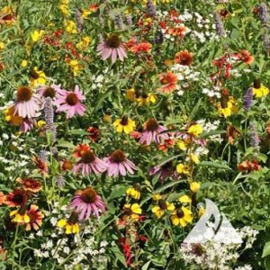 Xeriscape Eastern US Wildflower Seed Mix