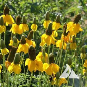 Xeriscape Western US Wildflower Seed Mix