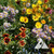 Bee Feed Pollinator Seed Mix