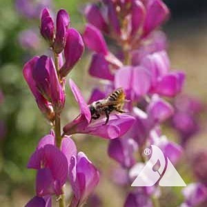 Western Honey Bee Pollinator Seed Mix