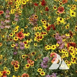 Eastern Honey Bee Pollinator Seed Mix