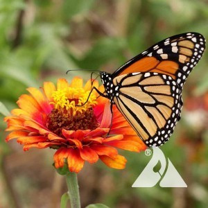 Monarch Butterfly Garden Pollinator Seed Mix