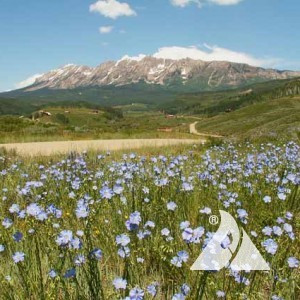 Foothills Pollinator Seed Mix