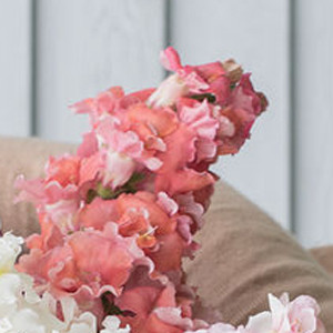 Madame Butterfly Bronze -White Snapdragon