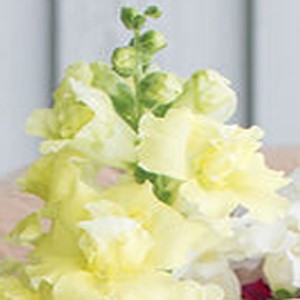 Madame Butterfly Yellow Snapdragon