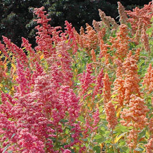 Organic Brighest Brilliant Rainbow Quinoa