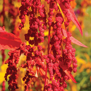 Cherry Vanilla Quinoa