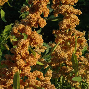 French Vanilla Quinoa