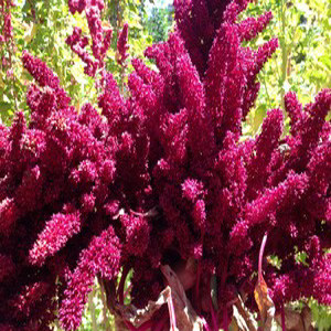 Hopi Red Dye Amaranthus Seeds