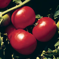 Super Sonic F1 Tomato