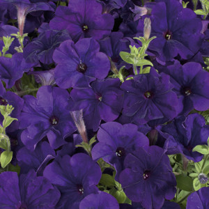 Celebrity Blue Petunia Seeds