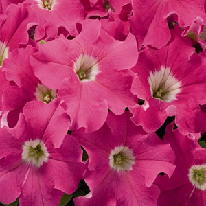 Aladdin Pink Petunia Seeds