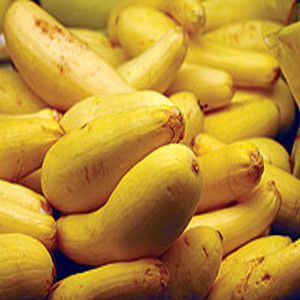 Early Prolific Straightneck Summer Squash