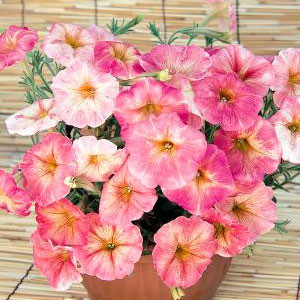 Dolce’ Firenze Italian Petunia
