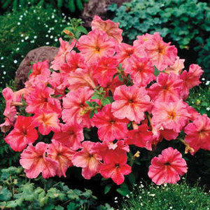 Dolce’ Fragolino Italian Petunia