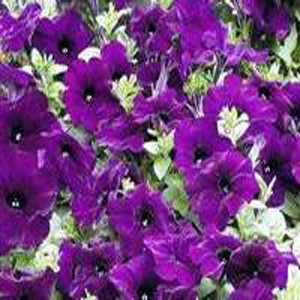 Ramblin Nu Blue Trailing Petunia