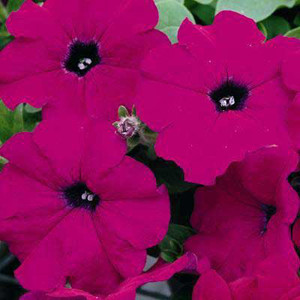 Ramblin Violet Trailing Petunia