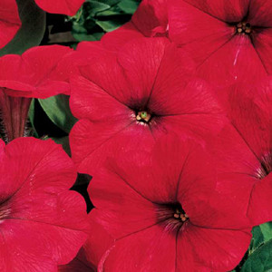 Ramblin Red Trailing Petunia