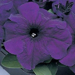 Super Cascade Blue Petunia