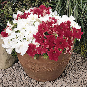 Super Cascade Red Petunia