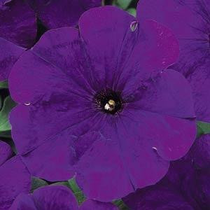 Carpet Blue Petunia
