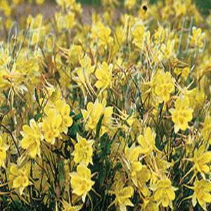 DENVER GOLD COLUMBINE SEEDS