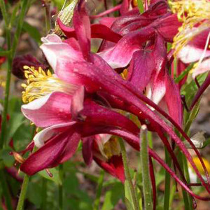 RED HOBBIT COLUMBINE
