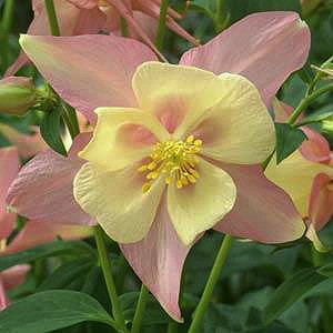 SWAN PINK AND YELLOW COLUMBINE