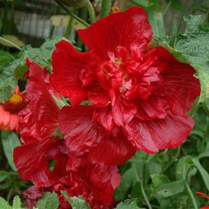 Queeny Red Dwarf Hollyhock