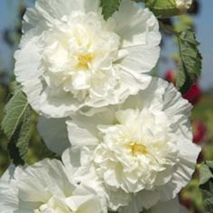Queeny White Dwarf Hollyhock