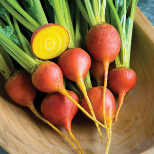 Touchstone Gold Beet Seeds