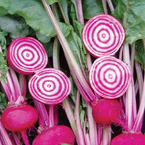 Chioggia Guardsmark Beet Seeds