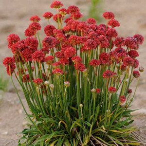 Ballerina Red Armeria Seeds