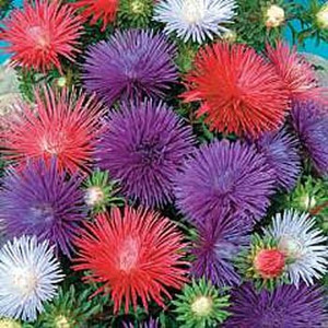 Seastar Mix Aster Seeds
