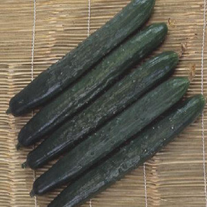 Cucumber - Shintokiwa Long-Fruited - Asian Vegetable