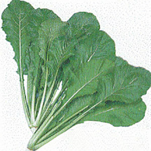 Turnip Greens Leafy Nozawana- Asian Vegetable