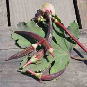 Okra Burgundy- Asian Vegetable