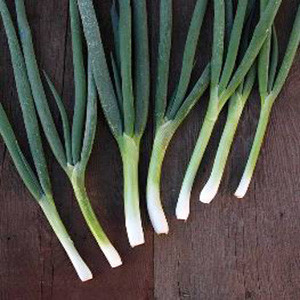Onion Bunching Heshiko- Asian Vegetable