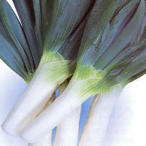 Onion Bunching Shimonita Negi- Asian Vegetable