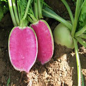 Radish Chinese Mantanghong- Asian Vegetable