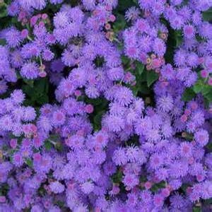 Hawaii Blue Ageratum Seeds