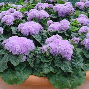 Diamond Blue Ageratum Seeds