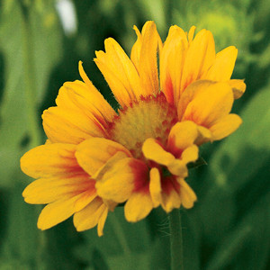 Gaillardia Arizona Apricot