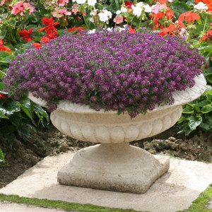 Golf Violet Alyssum Seeds