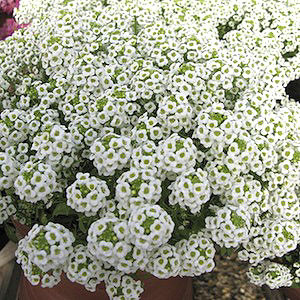Wonderland Gigi White Alyssum Seeds